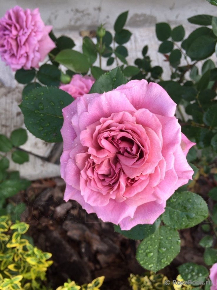 2022/06/1000037312.jpg NIMBUS - Image 1