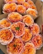 SOUTH PARK - Image 4