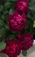 VELVETY TWILIGHT - Image 6