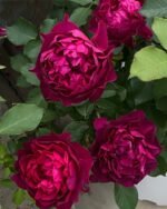 VELVETY TWILIGHT - Image 7