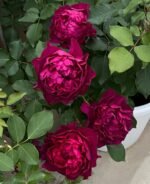 VELVETY TWILIGHT - Image 2