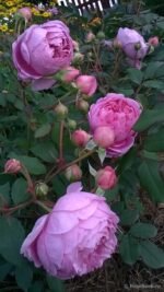 ALAN TITCHMARSH - Image 5