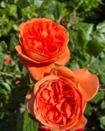 SUMMER SONG - Image 8