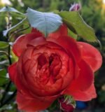 SUMMER SONG - Image 2