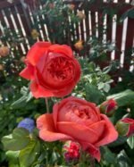 SUMMER SONG - Image 3