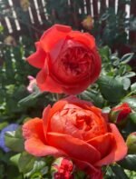 SUMMER SONG - Image 9