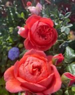 SUMMER SONG - Image 7