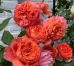 SUMMER SONG - Image 4