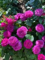 HEIDI KLUM ROSE - Image 5