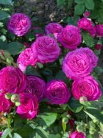HEIDI KLUM ROSE - Image 3