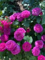 HEIDI KLUM ROSE - Image 2