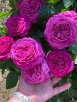 HEIDI KLUM ROSE - Image 4