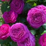 HEIDI KLUM ROSE