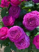 HEIDI KLUM ROSE