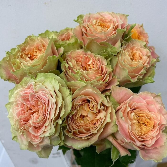 COUNTRY LOUISE - Image 1