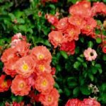 CORAL DRIFT