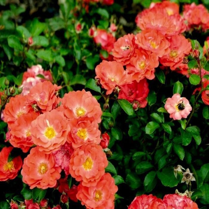 CORAL DRIFT - Image 1