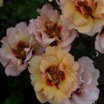 EYECONIC PINK LEMONADE - Image 3