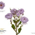 EVERLASTING LAVENDER