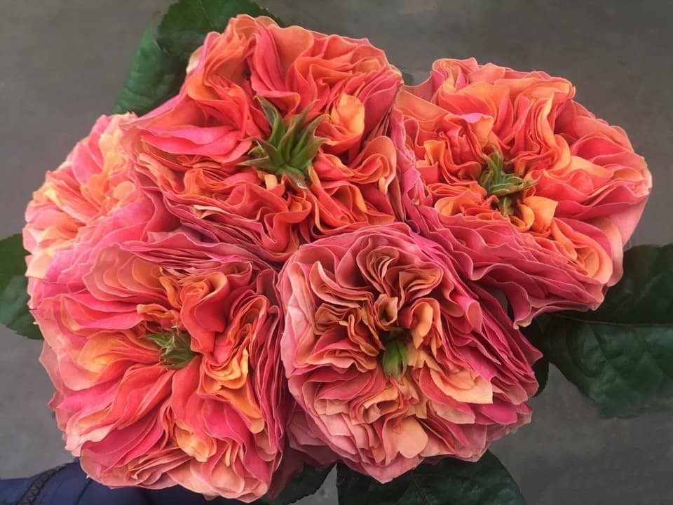 153692502_3630435383730533_2712445653870887185_n KENSINGTON GARDENS - Image 1