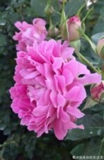 FANCY RUFFLE