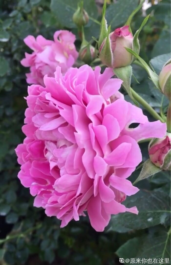 FANCY RUFFLE - Image 1