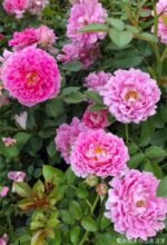 FANCY RUFFLE - Image 6