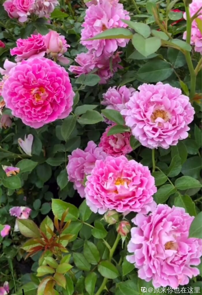 FANCY RUFFLE - Image 6