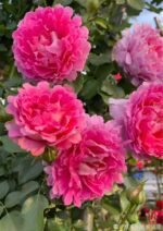 FANCY RUFFLE - Image 5