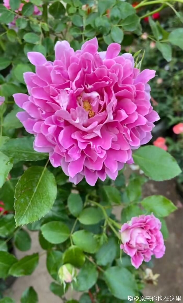 FANCY RUFFLE - Image 4