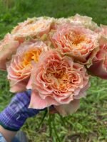 COUNTRY LOUISE - Image 6