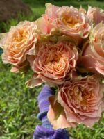 COUNTRY LOUISE - Image 5