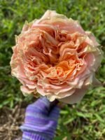 COUNTRY LOUISE - Image 7