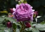 ROSE THELMA