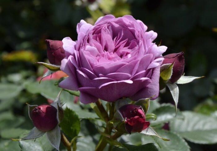 ROSE THELMA - Image 1