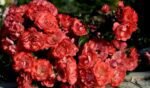 CORAL DRIFT - Image 2