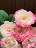 THREE WEDDINGS