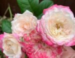 THREE WEDDINGS - Image 2