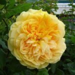 GOLDEN ZEST - Image 4