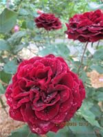 EPOCA MONDADORI - Image 2