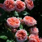 NOTRE DAME DU ROSAIRE