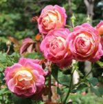 PRIEUREDE ST.COSME - Image 5