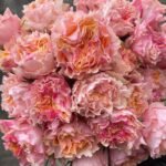 CAMPANELLA PEACH