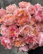 CAMPANELLA PEACH