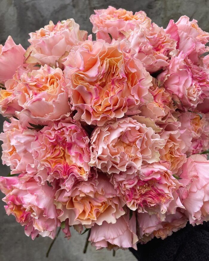 CAMPANELLA PEACH - Image 1