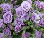 LAVENDER MEILLANDINA