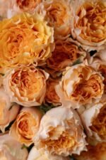 CAMPANELLA PEACH - Image 5