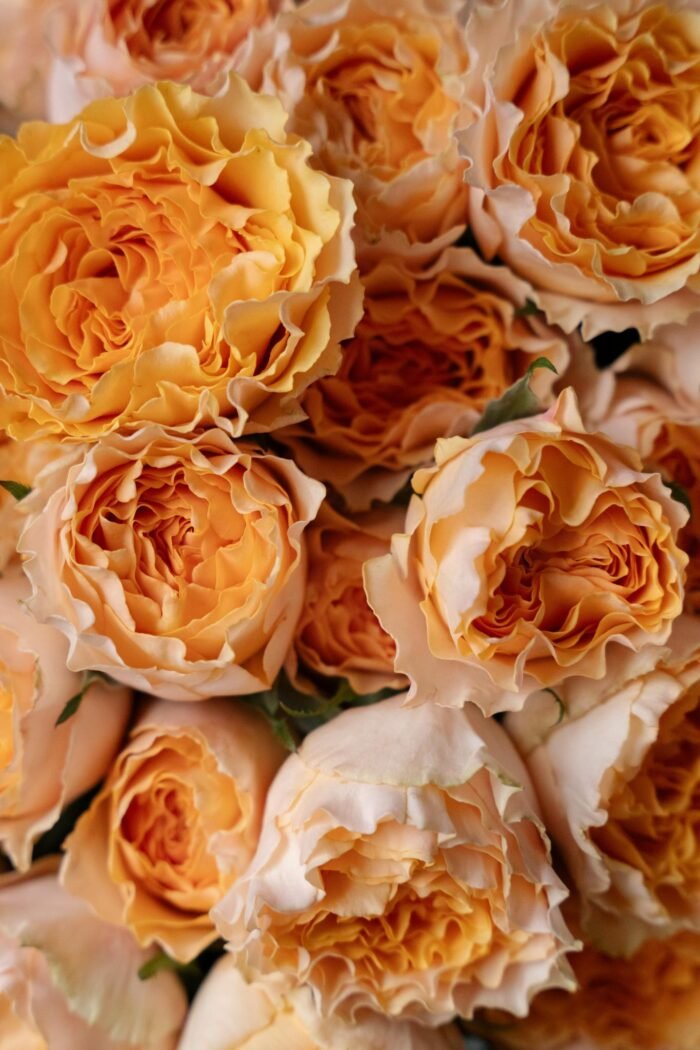 CAMPANELLA PEACH - Image 5