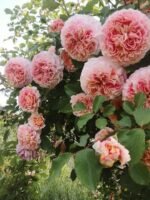 JEF  L'ARTISTE - Image 2