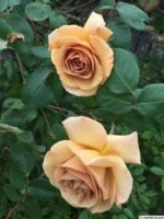 BUTTERSCOTCH - Image 2